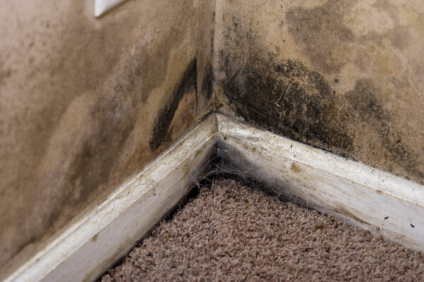 Mold and Water Damage The Dangerous Duo and How to Combat Them